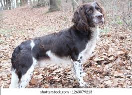 Der deutsche wachtelhund selbst ist ein sehr vielseitiger jagdgebrauchshund. Deutscher Wachtelhund Hunting Stock Photo Edit Now 1263079213
