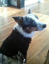 Black And White Cattle Dog Long Hair Lost Dog Have You Seen Banjo Losing A Dog Dogs Cattle Dog