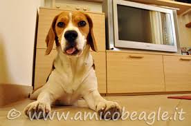 La razza di cane jack russell terrier ebbe origine nel regno unito, grazie al reverendo russell, e si sviluppò in australia. Beagle In Appartamento Ci Si Puo Vivere Bene Ecco Alcuni Consigli