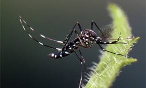 Lancement des activités de destruction de potentiels gites. Mosquito Factsheets