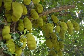 Nature And Farming Jackfruit Production Guide