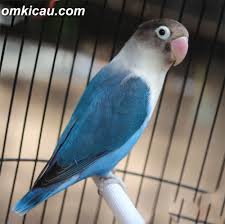 Pakan burung lovebird love bird kenari parkit harian biji milet millet putih vita 500 gram grade a premium bjms5. Efek Pakan Perkutut Gold Coin Buat Lovebird Tentang Kolam Kandang Ternak