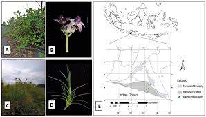 Image result for Putterlickia verrucosa