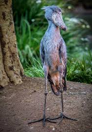 Pin By David Drake On Animals Stunning Shoe Billed Stork Shoebill Shoebill Stork San Diego Zoo Safari Park