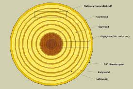 Understanding Moisture Content And Wood Movement Wood Wood Slab Woodworking Tips