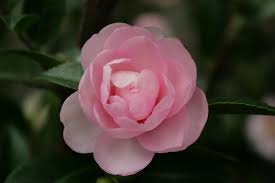 Camellia Sasanqua Jean May 150mm Pot Semi Shade Variety Australian Plants Flowers Camellia