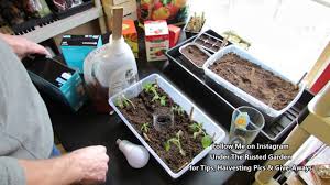 Direct, intense light allows the seedling to manufacture food and withstand diseases without incurring extra stress. Complete Tomato Seed Starting Guide Mixes Lighting Feeding Watering Table Of Contents Youtube