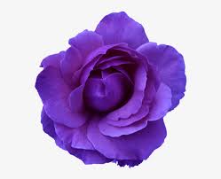 Other descriptive terms are bloom, blossom, efflorescence, plants, bouquets, wreaths, floral, blooms, wildflowers, petals, flora. Blue Flower Clipart Flower Head Purple Flower Transparent Background Png Image Transparent Png Free Download On Seekpng