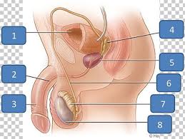 Anatomy at earth's lab is a free virtual human anatomy portal with detailed models of all human the abdomen is the lower part of the trunk below the diaphragm. Female Reproductive System Anatomy Human Body Png Clipart Abdomen Anatomy Angle Disease Eye Free Png Download