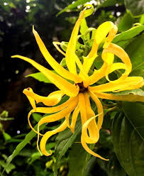Bunga lily dikenal sebagai bunga bakung dengan warna putih yang sangat anggun. Jual Bunga Kenanga Murah Juni 2021 Blibli