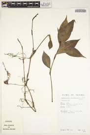 Image result for Stanfieldiella imperforata