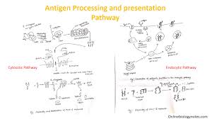 Image result for Antigen Processing