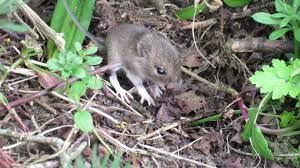 Maybe you would like to learn more about one of these? Baby Field Mice Youtube