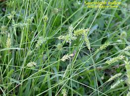Image result for Sacciolepis indica