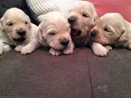 Look at pictures of golden retriever puppies in denver who need a home. Litter Of 9 Golden Retriever Puppies For Sale In Denver Co Adn 48985 On Puppyfinder Com Gender Female Age Golden Retriever Litter Retriever Puppy Puppies