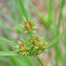 Image result for Cyperus deciduus