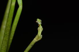 Image result for Wiesneria filifolia