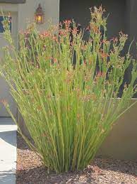 We did not find results for: Lady Slipper Plant Horticulture Unlimited