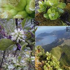 Image result for Psychotria sublyrata