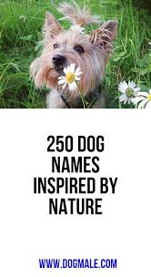 Pin On Dog Names