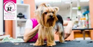 Why pay to lock your dog in a cage? Pet Grooming And Pampering Services In Dubai Starting From Aed 49 Expatwoman Com