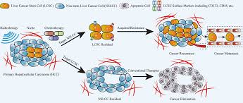 Expression of specific stem cell markers (e.g., cd44, cd90, cd133) serve to isolate cancer stem cells in several solid tumors, but the specific combination of cellular markers expressed by cancer stem cell types is highly heterogeneous and dependent on the type. Advances In Surface Markers Of Liver Cancer Stem Cell