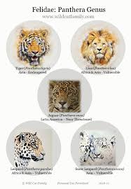 Wild Cat Posters Wild Cat Charts Wild Cat Family