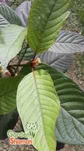 Mitragyna speciosa, auch bekannt als kratom, ist ein in südostasien heimischer baum. Kratom Green Horn Mitragyna Speciosa Samen Seeds Grune Venen Schnapp Zu At Angebote Mit Biss