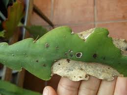 We did not find results for: Epiphyllum Plant Virus And What It Looks Like Youtube