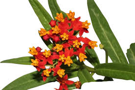 Image result for Asclepias curassavica