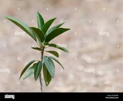 Image result for Ficus obliqua