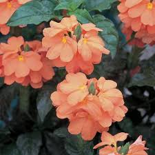 Image result for Crossandra