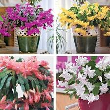 In fact, these epiphytic succulents are native to the tropical rainforests of southern brazil, where they grow on tree branches and soak up the high. Christmas Cactus Collection Direct Gardening
