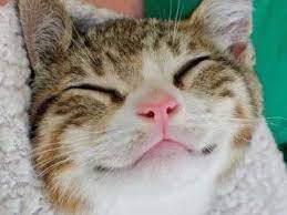 猫は笑う？笑顔はどんな感じ？ネコの気持ちはどこまで人間に伝わるか | 猫壱（necoichi）