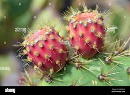 Image result for Opuntia monacantha