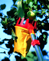 Pin On Gardening