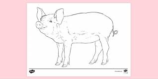 The only thing that is coloring sheet is missing is a bit of color. Free Realistic Zoo Animal Colouring Colouring Sheets