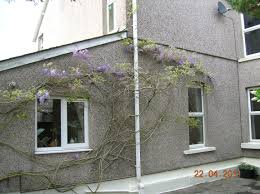 See more ideas about wisteria trellis, trellis, wisteria. Wisteria Problems Bbc Gardeners World Magazine