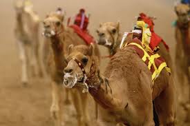 The beauty pageant isn't the only competition either: Twelve Camels Disqualified From Saudi Beauty Contest For Using Botox India Com