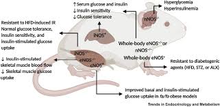 What are the names of the two polymers formed from alpha gluscose? Role Of Nitric Oxide In Insulin Secretion And Glucose Metabolism Trends In Endocrinology Metabolism