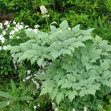 Image result for Pouchetia baumanniana