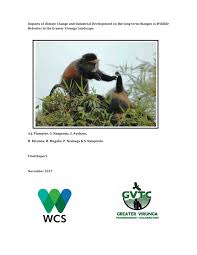 Image result for Pavetta pierlotii