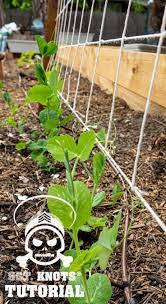 Making A Sweet Pea Trellis Pea Trellis Sweet Pea Garden Trellis