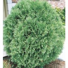 You may want to keep in mind an arborvitae regardless of it's variety is not a plant for pots you may be able to enjoy this plant on your deck for a few years but evenually it will want to out grow even the largest of pots. Cheap Brandon Arborvitae Find Brandon Arborvitae Deals On Line At Alibaba Com