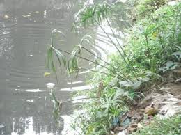 Image result for Crepidorhopalon tenuis