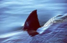 Using Shark Shields In Open Water Swimming World Open Water Swimming Association