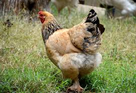 Check spelling or type a new query. How To Influence The Law On Keeping Chickens In Residential Areas Backyard Poultry