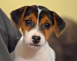 Make sure you understand and research all dog breeds you are looking to own before purchasing your jack russell mix puppy from one of our reputable breeders. Jack Russell Puppies Ohio Petfinder
