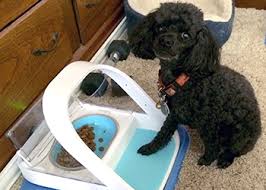 Cats pets, weight management dog food, pet cats, pet microchip, rfid chips. Blind Kitten Uses Surefeed Microchip Pet Feeder With Ease