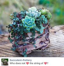 Pin De Lau En Deco Lau Suculentas Jardines Y Plantas